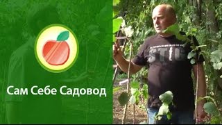 Многосортовой фундук (лещина)