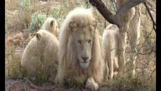 White lions, South Africa