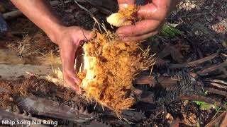 Đuông cọ - món ăn của thổ dân | Nhịp Sống Núi Rừng