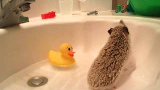 Hedgehog care: How to bathe your hedgehog