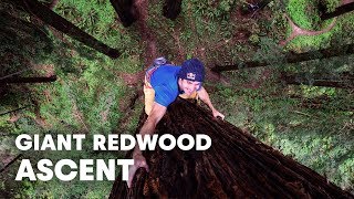 Giant Ascent: Chris Sharma Free Climbs Huge Redwood w/ Help of Scientists