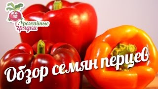 Обзор семян перцев «Флексум», «Аристократ», «Золото Сибири» и «Томас» #urozhainye_gryadki