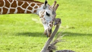Странная дружба животных National Geographic