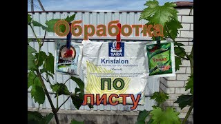 Виноград .Вторая профилактическая обработка от болезней .