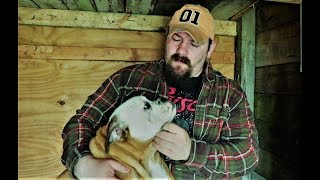 New Cabin Dog!     Off-Grid Bushcraft Cabin