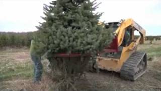 Tree Harvest at the Christmas Tree Farm