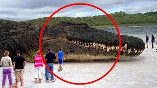 Top 10 Biggest Animals In The World You Must See!