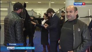 Эквирос 2018. Выставка лошадей карачаевской породы “Карачай России“