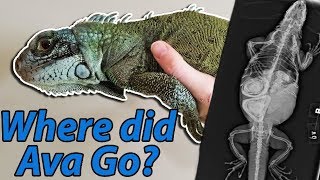 What Happened to our Iguana