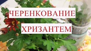 Черенкование хризантем. Этот способ отлично работает!