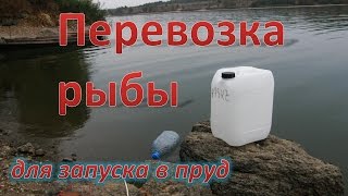 Перевозка рыбы для запуска в пруд