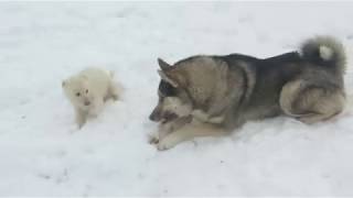 Соболь воспитатель щенков