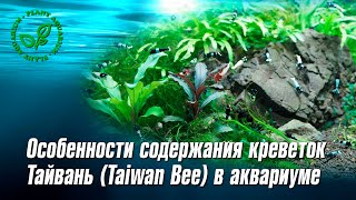 Особенности содержания и разведения креветок Тайвань