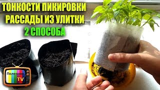 ПИКИРОВКА РАССАДЫ ИЗ УЛИТКИ 2 СПОСОБА