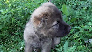 СЧАСТЛИВОЕ ДЕТСТВО НАШЕЙ МЭРИ. 