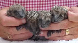 West Midlands Hedgehog Rescue