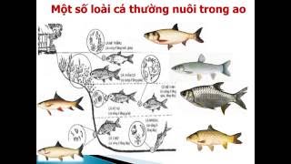 Kỹ thuật nuôi cá ao nước tĩnh
