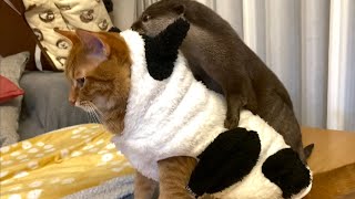 カワウソさくら 丑年に牛になってしまったカワウソ猫 otter and a cat that became cows because they were in the ox year