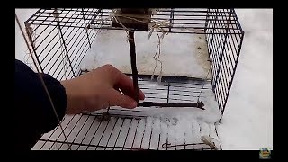 Ловушка на птиц! Как зделать автоматическую ловушку? Поймал синиц!