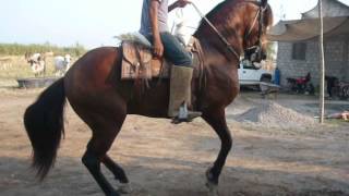 caballo castaño bailador