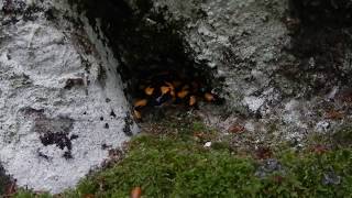 La lotta per il pasto della salamandra pezzata.