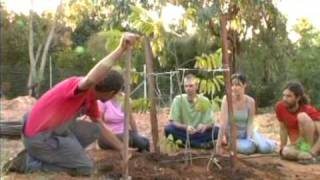 מתן הגנן : עיצוב עצי פרי - תמיכה וייצוב