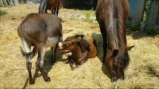 С ЧЕГО НАЧАТЬ РАЗВЕДЕНИЕ МУЛОВ  КАК РАЗВОДИТЬ МУЛОВ  БИЗНЕС ИДЕЯ