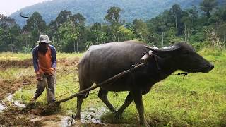 Tradisional : Membajak Sawah menggunakan Kerbau | Melestarikan budaya