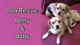 Rescuing two abandoned dogs, Betty and Baby - Please share.  Thanks!
