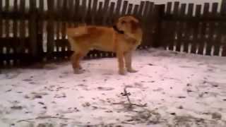 Маленький бигль гоняет испанского мастифа. Small beagle chasing Spanish mastiff