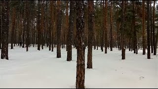 Зимний лес. Следы на снегу. Заячья нора.