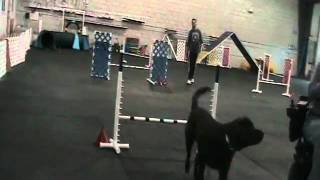 Hardy agility lesson 041911 with handler using power wheelchair