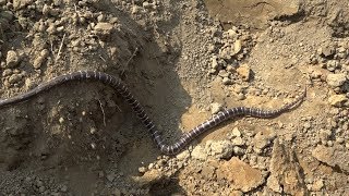 किसानों के खेत में छुपा था बहुत ही जहरीला करैत सांप। Venomous Common Krait Snake Rescue in Village।