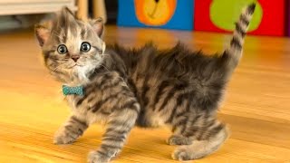 МОЙ Маленький КОТЕНОК / СИМУЛЯТОР котика как мультик /  Виртуальный питомец для детей #ПУРУМЧАТА