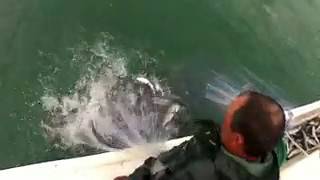 Кастинговая сеть. 500 фунтов рыбы в два заброса! fishing with nets.