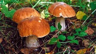 Собираем грибы в Тюмени и тюменской области Красноголовики или подосиновики