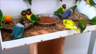 Masked lovebirds (Agapornis personatus) feeding ... again!