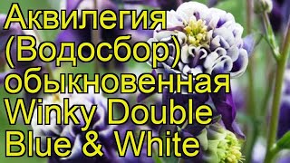 Аквилегия обыкновенная Винки Дабл Блю энд Вайт. Краткий обзор, описание характеристик