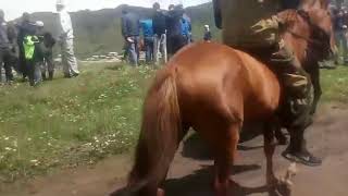 ДАГЕСТАН - КУЛИ - СКАЧКИ