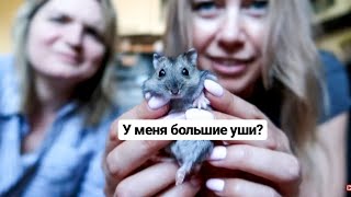 ПЕРВОЕ ВИДЕО С ЮМИ?У МЕНЯ НОВЫЙ ПИТОМЕЦ?