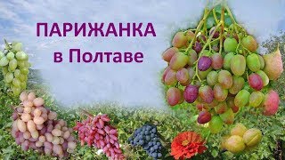 Виноград 2018  Виноград Парижанка  Отзыв о винограде