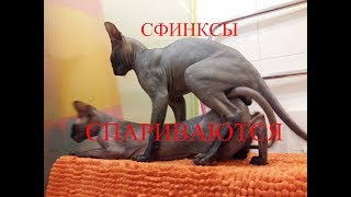 сфинксы спариваются