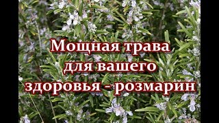 Мощная трава для вашего здоровья - розмарин