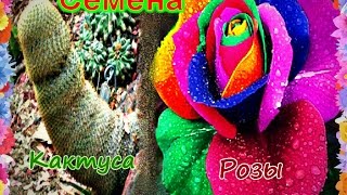 СЕМЕНА РОЗЫ И КАКТУСА из Китая | AliExpress | Товары из Китая