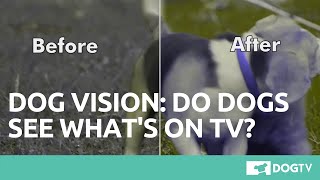 Dog Vision: TV Channel Especially Created For Dogs [DogTV]