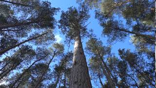 Sony RX0 camera 1080p 50fps 2 test video