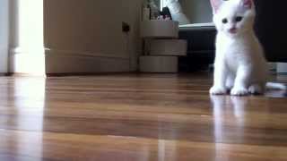 Cute Kitten Snowy Doesnt Get Bored