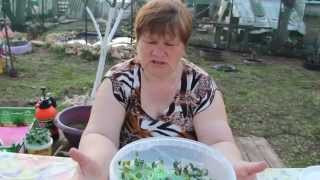 Сажаем кабачки в "улитку".