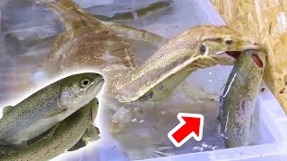 腹ペコのオオトカゲに生きたニジマスを与えて大迫力の捕食シーンを観察！