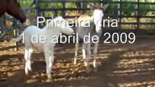 jumento pêga pampa